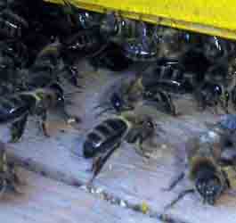 Среднерусская пчела. (Фото автора.)