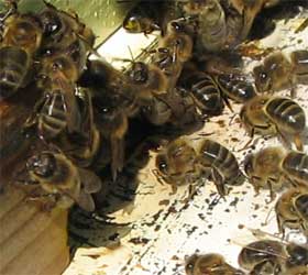 Рабочие пчёлы у летка. (Фото автора.)