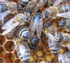 Пчелиная матка в окружении "свиты". (Фото Забайкальца.)