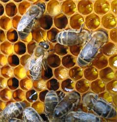 Рабочие пчёлы на соте. (Фото автора.)