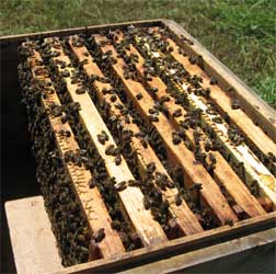 Искусственное гнездо пчелиной семьи. (Фото автора.)