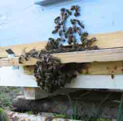 В этом улье с расширением гнезда явно запоздали. Пчёлкам не хватает места в гнезде и они выкучились наружу. (Фото автора.)