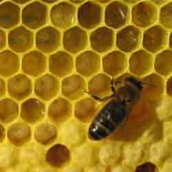 Пчела печатает шестидневный расплод. Вверху ячейки с мёдом и пергой. (Фото автора.)