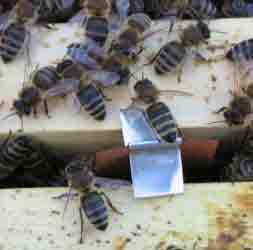 Полоска апистана в гнезде пчёл. (Фото Забайкальца.)