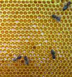 Пчёлы на медовом соте. (Фото автора.)