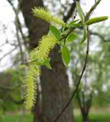 Ива белая, или серебристая - Salix alba L. (Фото автора.)