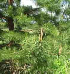Сосна обыкновенная - Pinus sylvestris L. (Фото автора.)