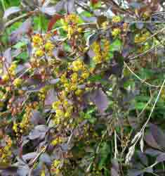 Барбарис обыкновенный — Berberis vulgaris L. (Фото автора.)