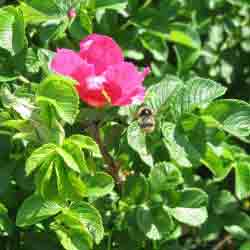Шиповник обыкновенный (роза собачья) — Rosa canina L . (Фото автора.)