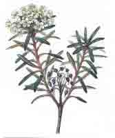 Багульник болотный - Ledum palustre L. 