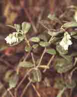Брусника - Vaccinium vitisidaea L. 