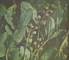 Вахта трехлистная - Menyanthes trifoliata L. 