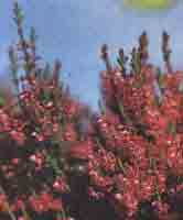 Вереск обыкновенный - Calluna vulgaris (L.) Hull. 