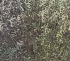 Тимьян обыкновенный (чабрец) - Thymus serpyllum L. 