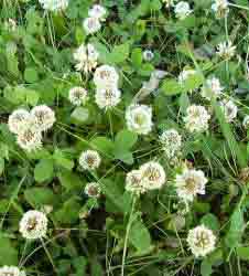 Клевер белый (ползучий) -Trifolium repens L. (Фото автора.)