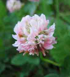 Клевер розовый - Trifolium hybridum L. (Фото автора.)