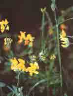 Лядвинец рогатый - Lotus corniculatus L. 