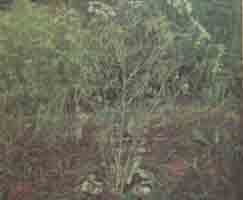 Анис обыкновенный - Anisum vulgare Gaertn. (Pimpinella anisum L.). 