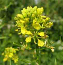 Горчица сарептская - Brassica juncea L. (Фото автора.)