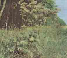 Валериана лекарствкнная - Valeriana officinalis L. 