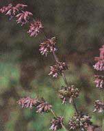 Шалфей дикий (шалфей дубравный) - Salvia nemorosa L. 