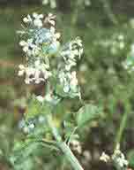 Капуста огородная - Brassica oleracea L. 