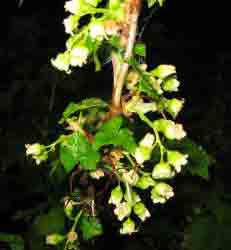 Смородина черная - Ribes nigrum L. (Фото автора.)