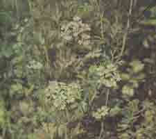 Кориандр посевной - Coriandrum sativum L. 