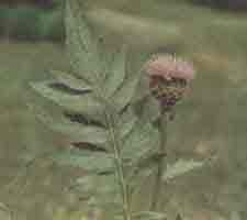 Маралий корень (левзея сафлоровидная) - Rhaponticum carthamoides (Willd.) Iljin. 