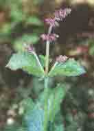 Шалфей мутовчатый - Salvia verticillata L. 